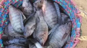 البلطي بـ 40 جنيهًا.. تباين أسعار الأسماك في أسواق كفر الشيخ اليوم الأحد